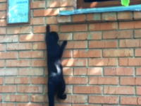 ニャンジャ（忍者キャット）壁登りをするネコちゃんたちのまとめ動画。