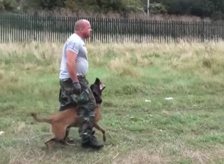 警官の動きにリンクする犬。警察犬の訓練の様子がスーパー凄い。