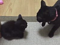 真っ黒な子猫に浴びせられた大人のネコパンチ。ツイッターで話題の動画。