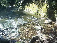 山梨県で渓流釣り中の男性が熊に襲われギリギリの所で助かる動画がコワスギル！