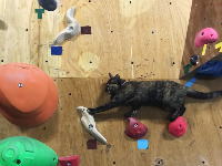 ボルダリングする猫。沖縄県には85度のスラブを登れるニャンコがいる動画。