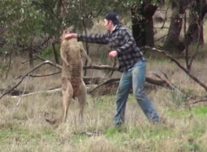不意打ちパンチを食らって一瞬怯むカンガルー。愛犬を救うためにカンガルーに立ち向かった男。