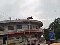 ビルの屋上から飛び降りた「牛」インドで撮影された自殺牛のビデオ。