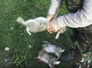 狩猟したウサギさんから内臓を取り出す方法がなかなか衝撃的だった。