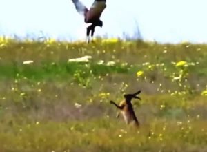 ウサギvsハヤブサの戦いYouTube。逃げられないと悟ったウサギさんの必死の抵抗。