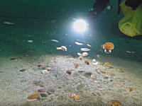 海底のホタテの群れを脅かすと面白い映像が撮れる。