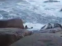 荒れた海で波に連れ去られてしまったサーファーたちの映像。これは無理だな助けられない。