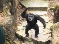 このチンパンジーミラクル酷いｗｗｗ観客を油断させといてとんでもない事をしでかす。