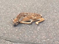 この鹿に何があった。道路のど真ん中に倒れていた鹿の赤ちゃんを道路脇に寄せてあげたところ・・・。