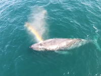 うつくしい。クジラの息継ぎバフッ！に綺麗な虹がでるビデオ。（空撮）