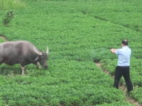 水牛って強いな（中国）拳銃8発で仕留められない水牛に最後は重機を使う。
