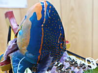 沖縄の市場動画。青い魚のお刺身。イラブチャーの舟盛りができるまで。