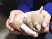 どうしても飼い主の膝の上で眠りたい子猫のビデオが大人気に(*´д｀*)
