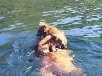 クマの親子はこうして湖を渡る。幼い兄弟を背中に乗せて熊掻きするママン。