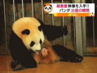ワタシ！生まれます！パンダの出産シーンが予想外の勢いで笑ったｗｗｗ