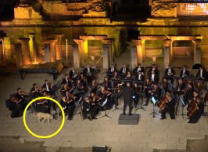 のそのそ。コンサートステージにワンちゃんが乱入する動画が人気に。