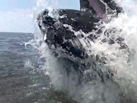 これはすごいｗｗｗ釣り船の真横でザトウクジラがドーン！と飛び出してきた動画。