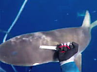 どうしてもキハダは手放したくない。襲ってきたサメをナイフ一本で撃退したダイバーのビデオ。