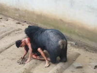 タイの寺院で36歳の男性が大きな熊に襲われるという恐怖映像が撮影される(((ﾟДﾟ)))