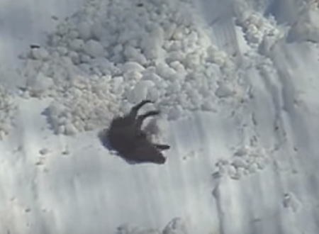 滑落するイノシシ。雪山の凍結した斜面を転がり落ちるイノシシの映像。