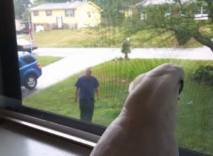 パパさんの帰宅にまるでワンちゃんのように大興奮するオウムのビデオ。