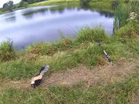 野池で釣りをしていた釣り人がスカンクを殴り殺すビデオがプチ炎上中。
