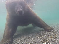 熊は水中でどのように狩りをするのか。その様子を水中カメラで撮影した珍しいビデオ。
