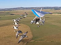 夢のような体験。鳥の群れと一緒に空を飛べるサービスが凄い。