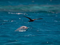 水中から飛んでる鳥を捕食するジャイアントトレバリーさんのビデオ。かっけええええ。