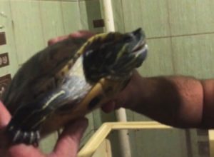 キモすぎワロタｗｗｗカメを愛撫していた男、舌を噛み疲れて半泣きにｗｗ