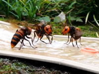 富山の害虫駆除会社による蜂の巣駆除の映像が人気に。オオスズメバチ、クロスズメバチ。