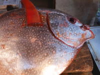 まあるい魚。東京の魚市場で売られていたアカマンボウの映像が人気に。