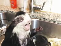 自分で洗ってるｗｗｗ小さなお猿さんのバスタイムがめちゃカワイイ動画。