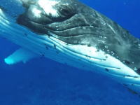 巨大なザトウクジラに持ち上げられてしまったダイバーの映像が人気に。