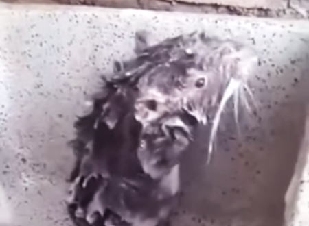 シンクでネズミさんが体を洗っていた！という動画がワロタｗｗｗうっそだろ？ｗｗｗ