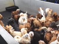 子犬はこうして生産される。福井県の子犬生産工場の内部映像。