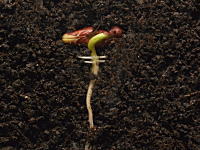 お豆さんからタイムラプス。根っこが成長する25日間の記録を2分半で見るビデオ。