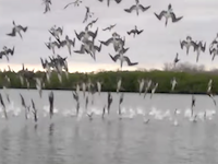 獲物目掛けて一斉に飛び込むアオアシカツオドリの群れの映像がカッコイイ！
