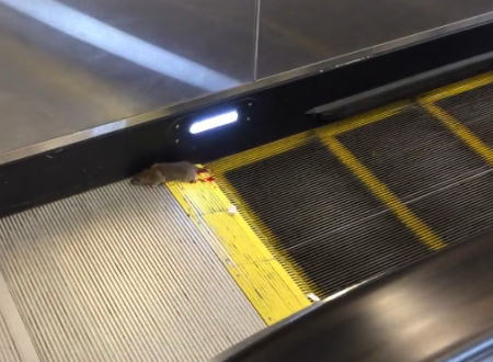 エスカレーターの降り口に巻き込まれているネズミさんの姿が撮影される。