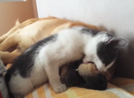 寝てる間に食べてしまおう。ゴールデンレトリバーを食べようとする子猫ちゃんのビデオ。