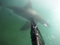 魚突きで潜っていたダイバーが突然後ろからサメに襲われてしまう衝撃映像。