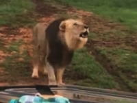 オープンカーで野生のライオンと近接遭遇。こんなの怖すぎておしっこちびる。