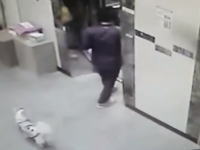 エレベーターで首チョンパされるところだった子犬を救った配達人ＧＪ動画。
