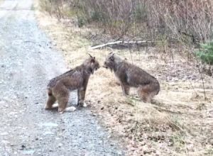 猫界にも意見の不一致はある。激しく口論しているオオヤマネコたちの映像が人気。