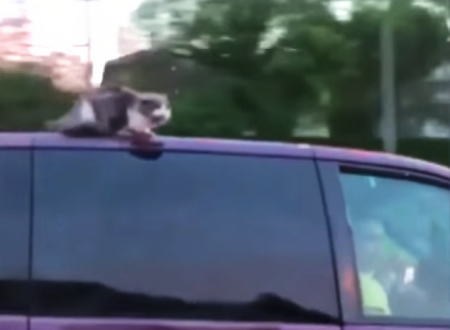 90キロで走る車の屋根の上で落ちないように必死に耐えているネコちゃんが撮影される。
