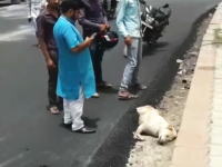 インドで寝ているまに道路の一部にされてしまったワンちゃんがみつかる(´･_･`)