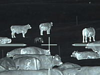 ハンター動画。牧場に侵入したコヨーテを狙撃するサーマルカメラの映像。