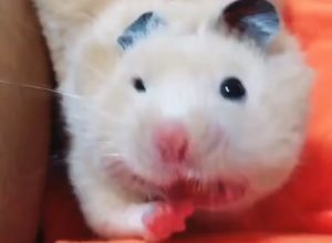 ハムスターのあくび？を正面から見ると酷い。というか怖い4秒動画。