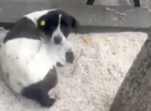 感動の再会。迷子になって3年、やっと飼い主に見つけてもらえたワンちゃんの反応。