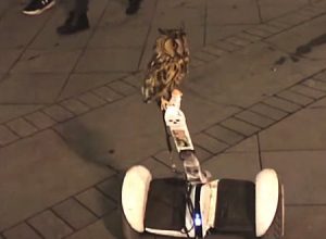 セグウェイを見事に乗りこなすフクロウさんの映像がかわいい。